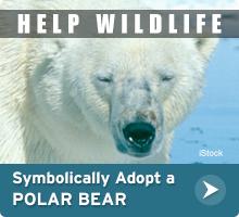 Help Wildlife. Symbolically adopt a polar bear today!